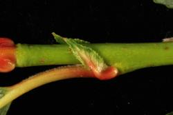Salix daphnoides. Stipule. The red tinting is a feature of one cultivar.
 Image: D. Glenny © Landcare Research 2020 CC BY 4.0